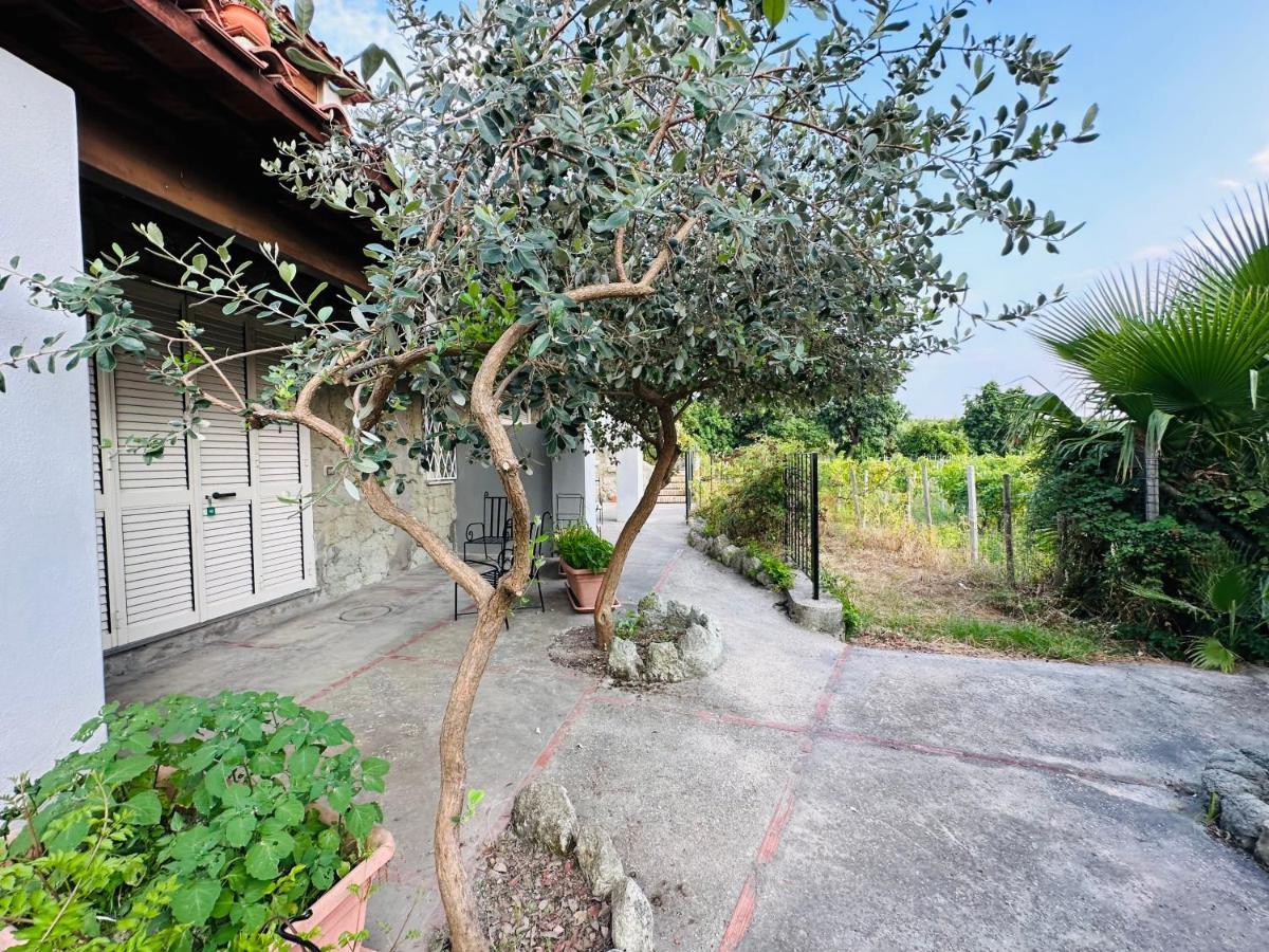 Il Vitigno Di Dioniso Hotel Forio  Exterior photo
